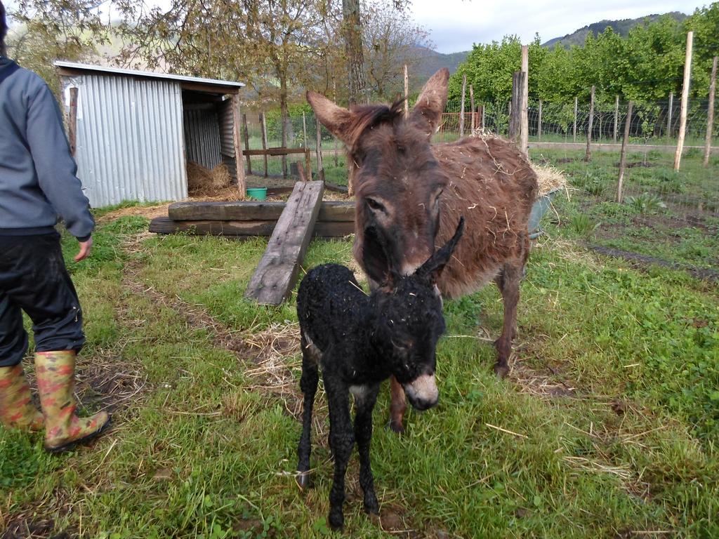 Azienda Agrituristica Pericle 몬텔라 외부 사진