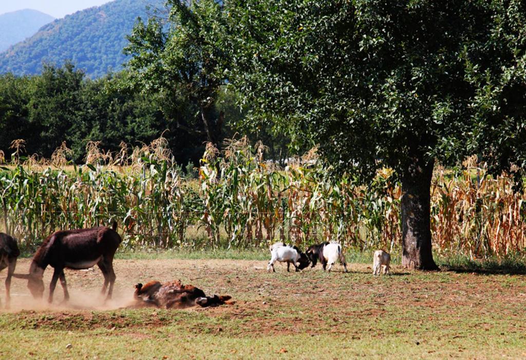 Azienda Agrituristica Pericle 몬텔라 외부 사진