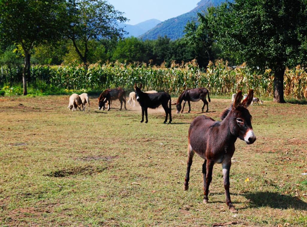 Azienda Agrituristica Pericle 몬텔라 외부 사진