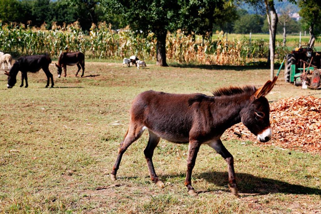Azienda Agrituristica Pericle 몬텔라 외부 사진