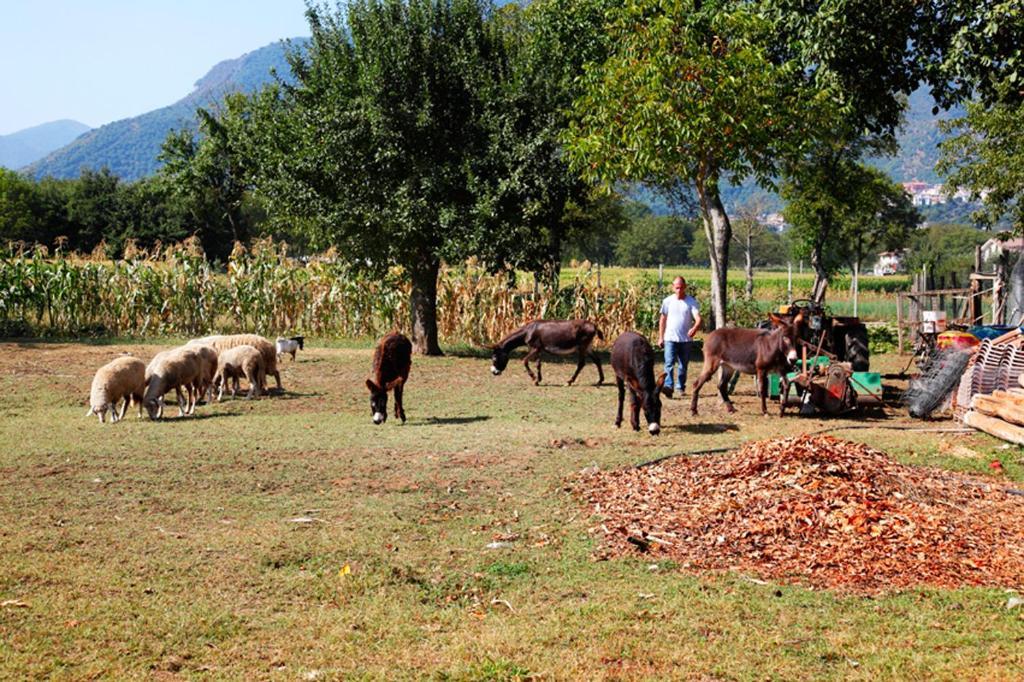 Azienda Agrituristica Pericle 몬텔라 외부 사진