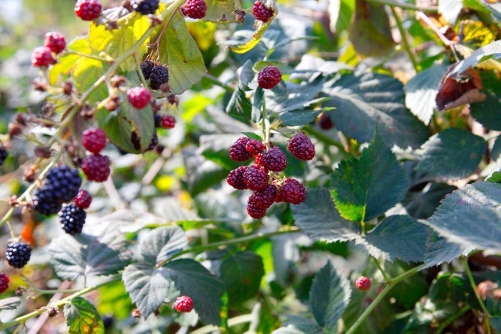 Azienda Agrituristica Pericle 몬텔라 외부 사진